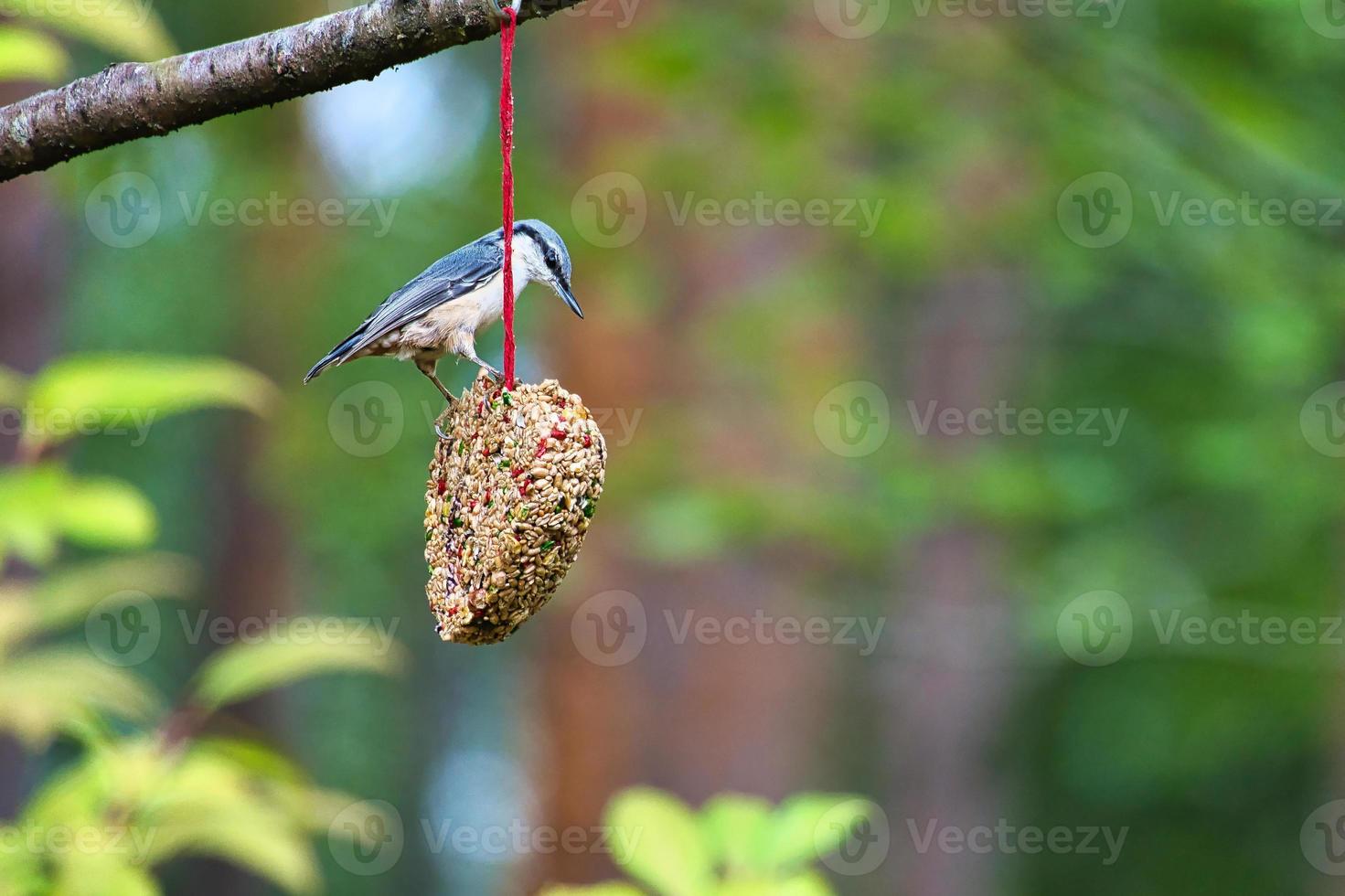 Nuthatch, observed at a feeder heart feeding in the forest. Small gray white bird photo