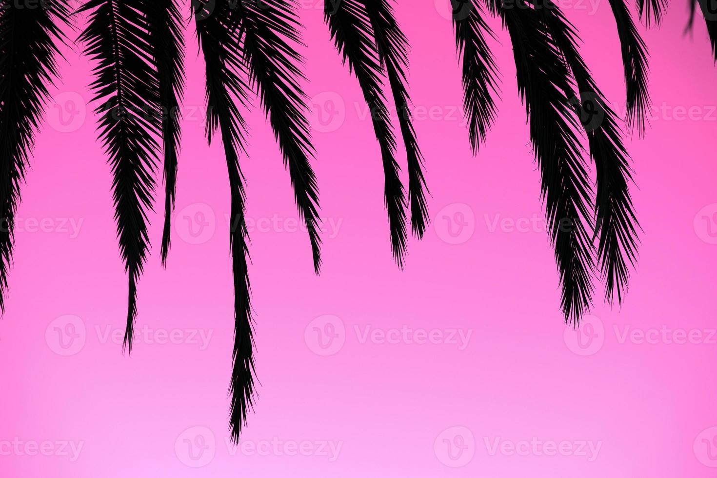 palm tree leaves silhouette on pink photo
