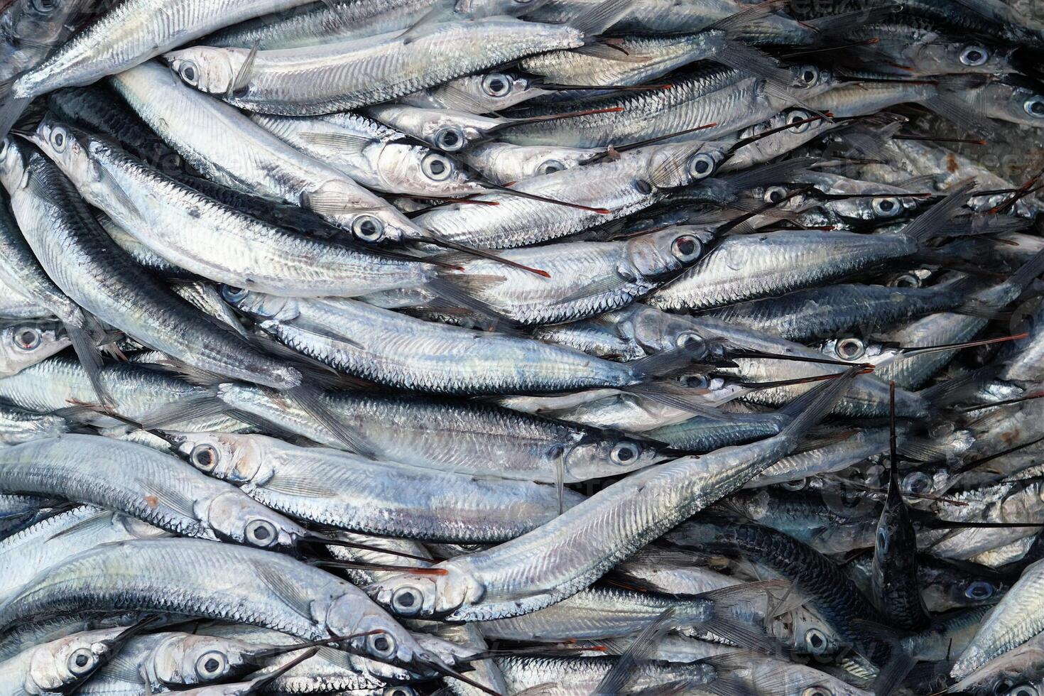 una gran cantidad de pescado gris recién pescado foto