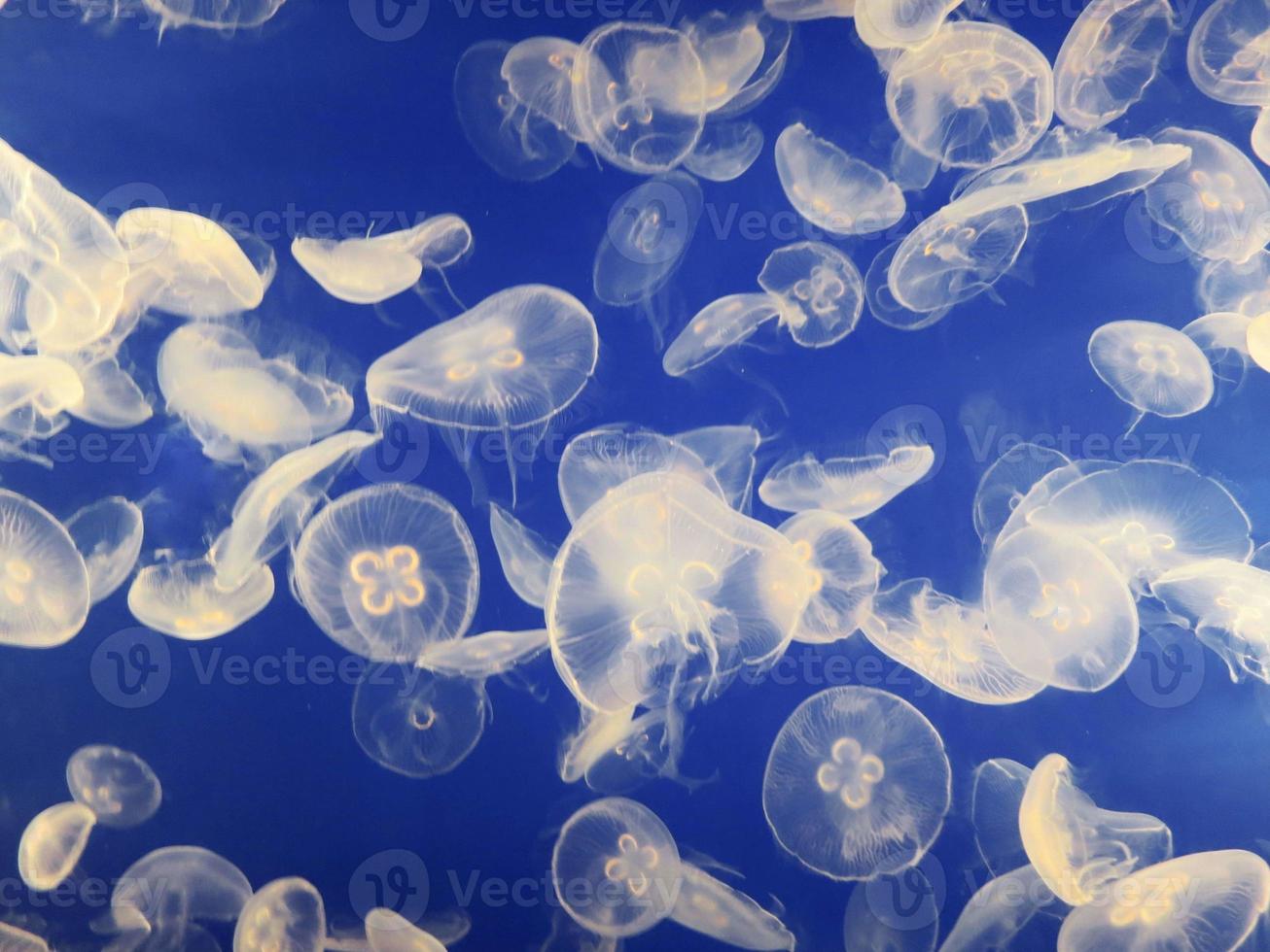 el enjambre de medusas fondo azul foto