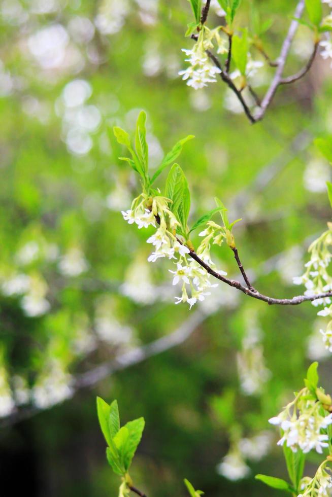 The osoberry or Oemleria cerasiformis is a white-flowering, white-flowered, North American native, spring-blooming tree. photo