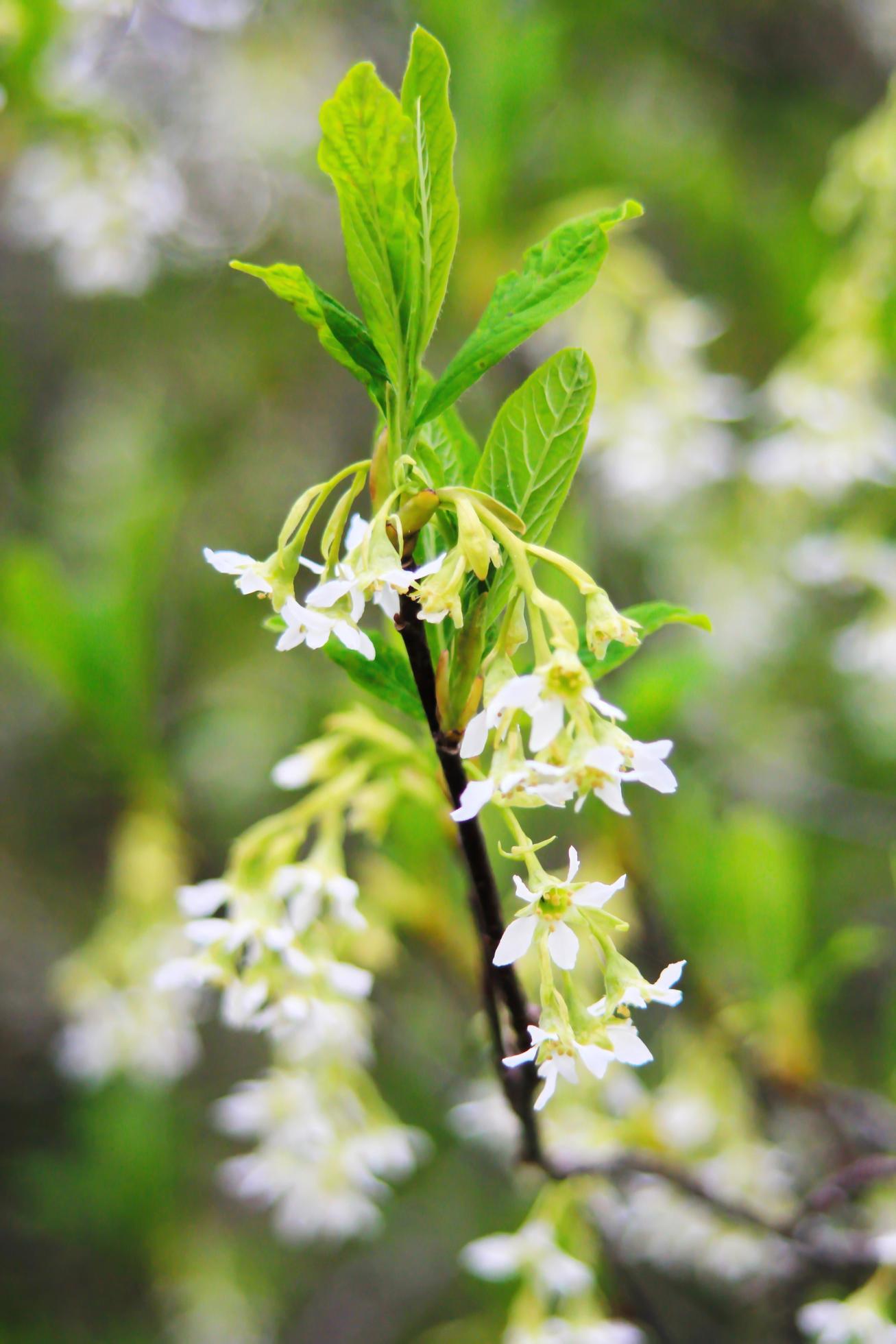 el osoberry o oemleria cerasiformis es un árbol de flores blancas, de