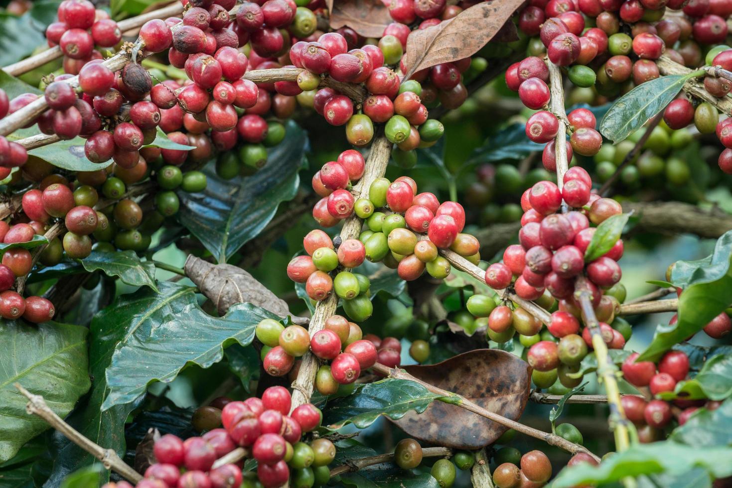 coffea tree es un género de plantas con flores cuyas semillas, llamadas granos de café, se utilizan para hacer diversas bebidas y productos de café. foto