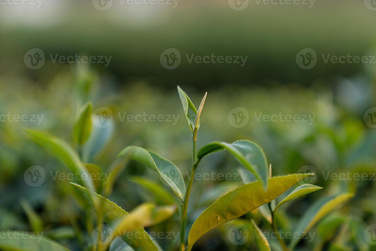 Top of Green tea leaf in the morning blurred background. Closeup. photo