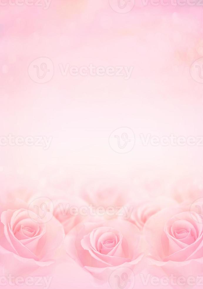 Pink Rose flowers with blurred sofe pastel color background for love  wedding and valentines day 12590992 Stock Photo at Vecteezy
