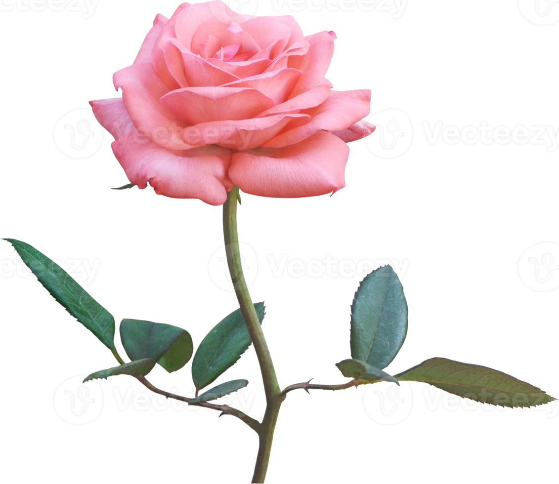 Pink Rose flowers isolated for love wedding and valentines day png