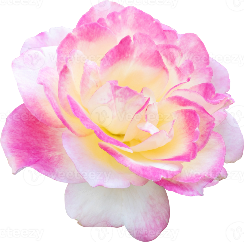 Pink Yellow Rose flowers for love wedding and valentines day png