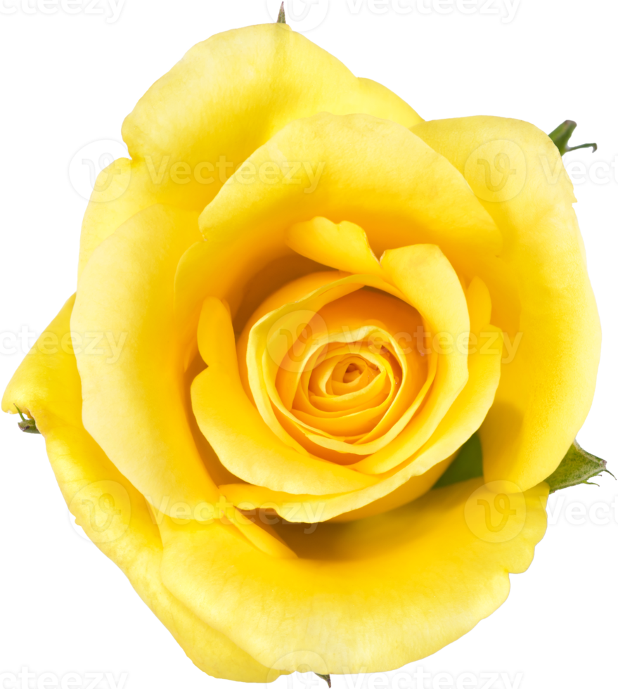 Free flores rosas amarillas para bodas de amor y día de san valentín  12591062 PNG with Transparent Background