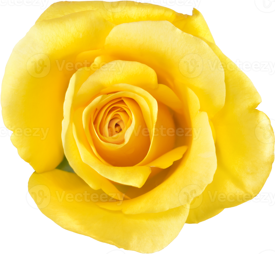 yellow Rose flowers for love wedding and valentines day png