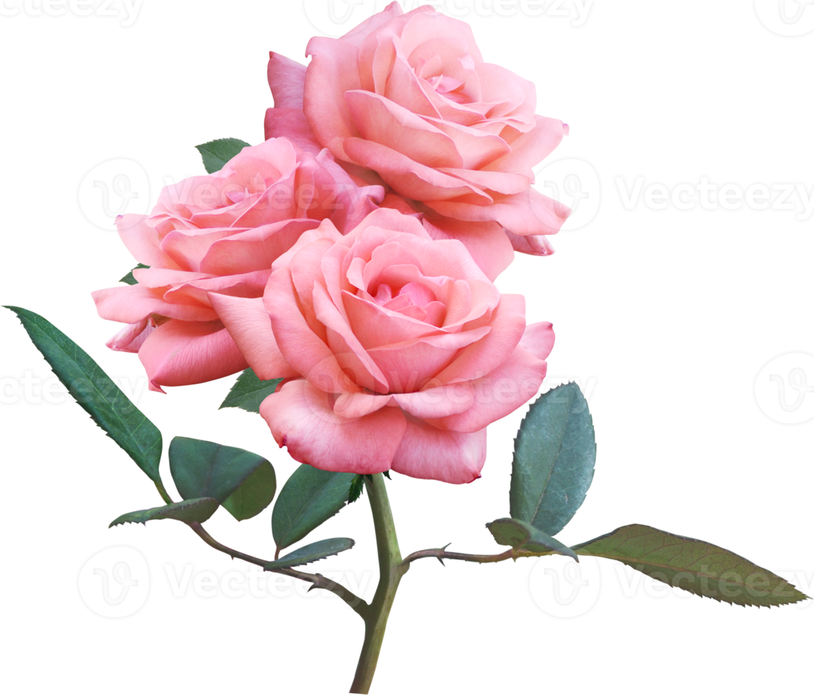 rosa reste sig blommor isolerat för kärlek bröllop och valentines dag png