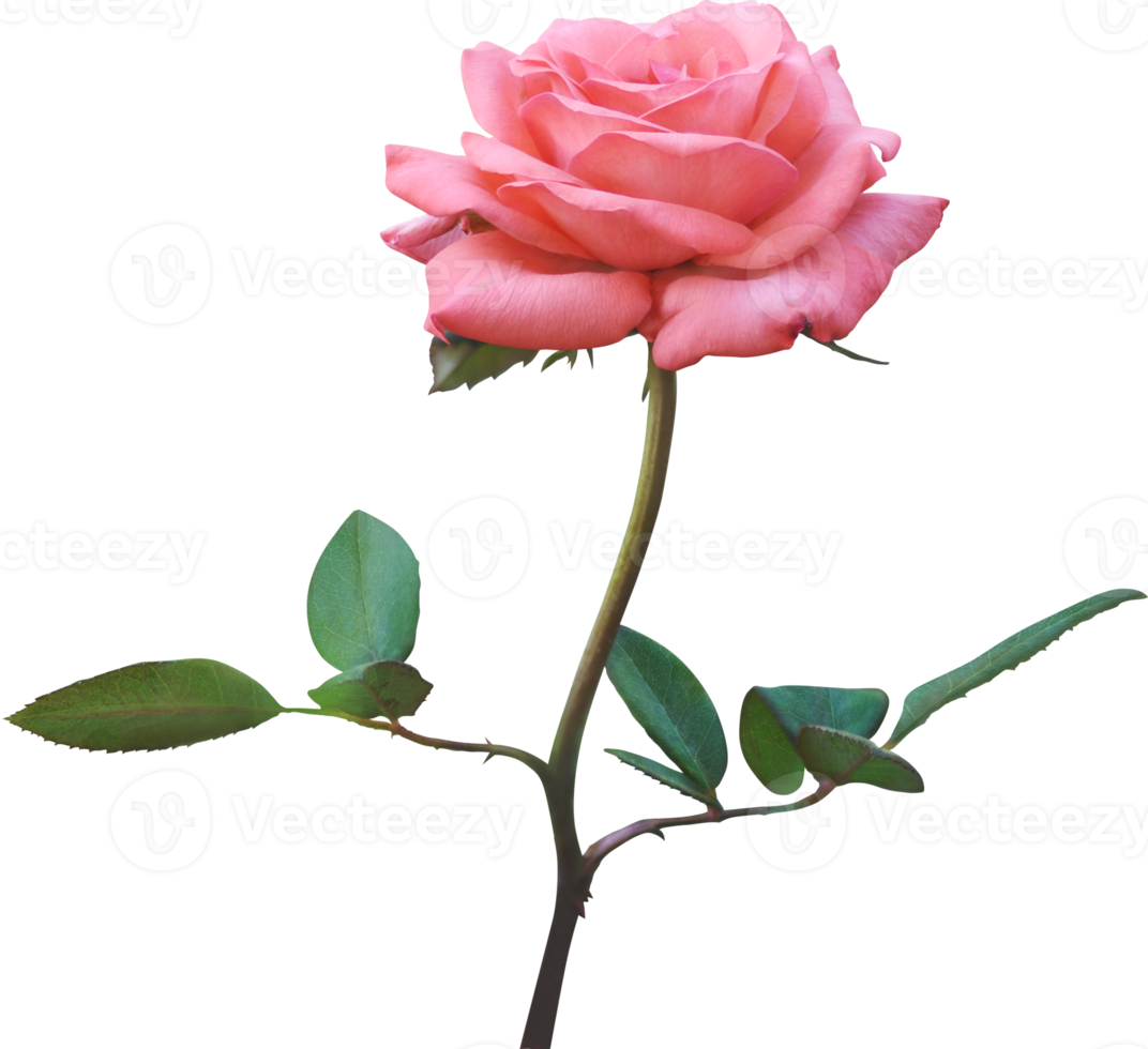 roze roos bloemen geïsoleerd voor liefde bruiloft en valentijnsdag dag png