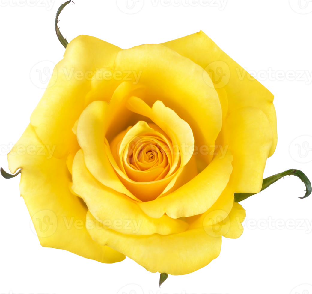 yellow Rose flowers for love wedding and valentines day png