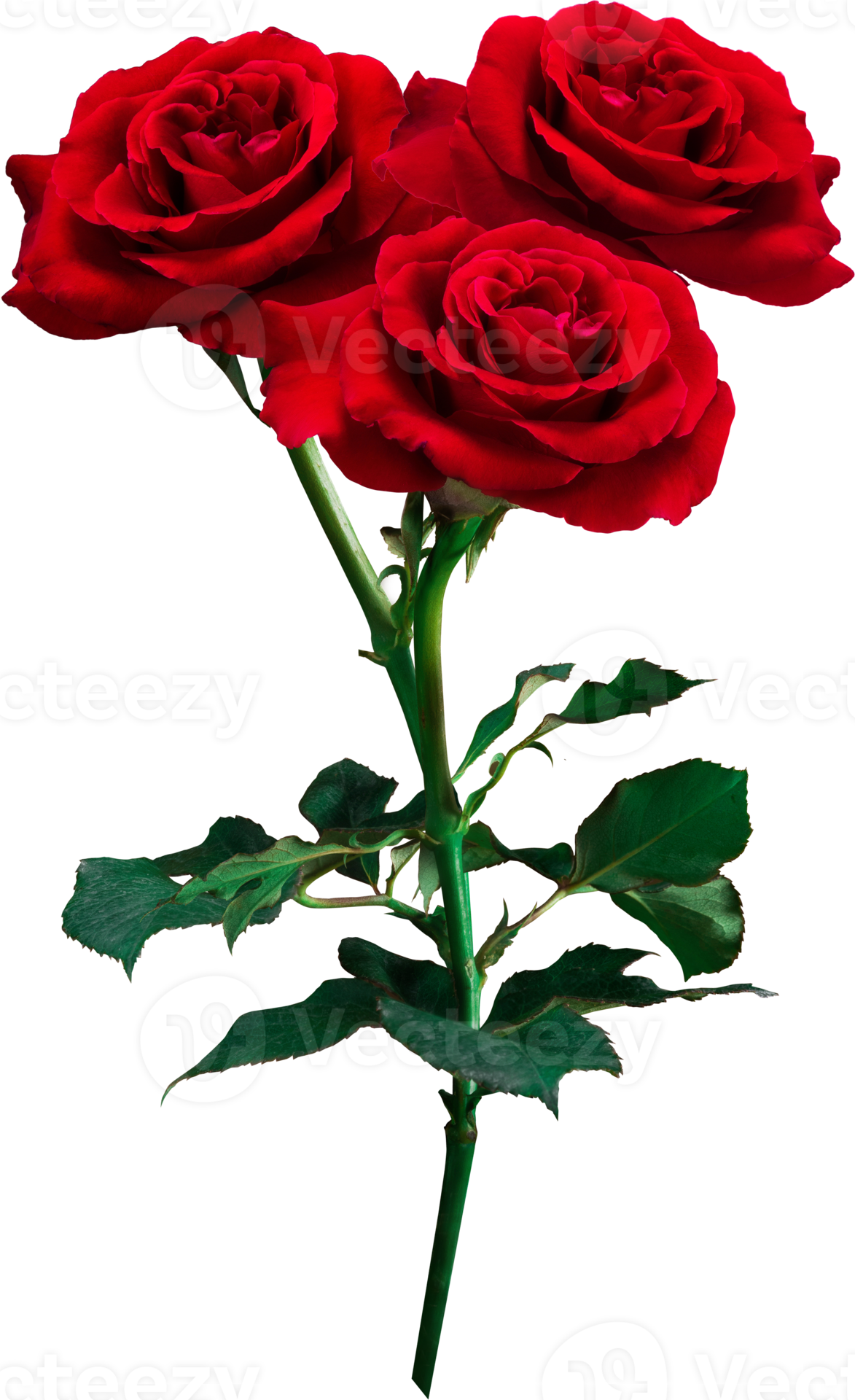 Red Rose flowers isolated for love wedding and valentines day 12591071 PNG