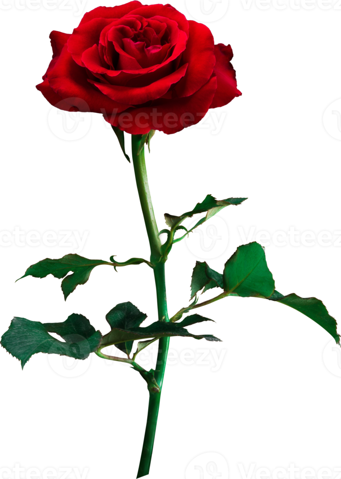 flores de rosas vermelhas isoladas para casamento de amor e dia dos namorados png