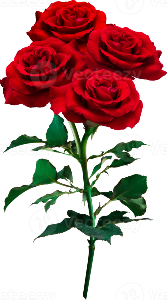 Red Rose flowers isolated for love wedding and valentines day png