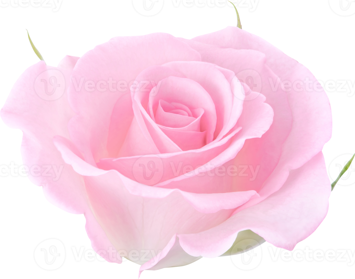 Pink Rose flowers isolated for love wedding and valentines day png