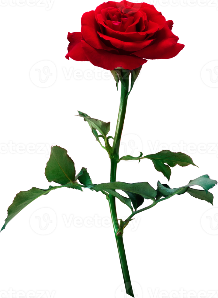 rood roos bloemen geïsoleerd voor liefde bruiloft en valentijnsdag dag png