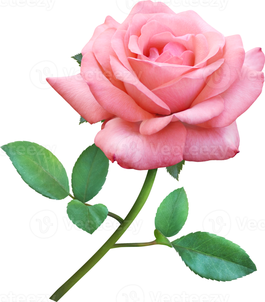 Pink Rose flowers isolated for love wedding and valentines day png