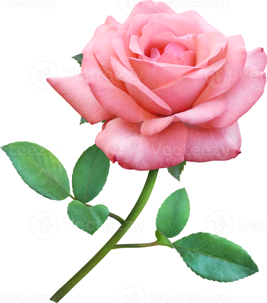 Pink Rose flowers isolated for love wedding and valentines day png