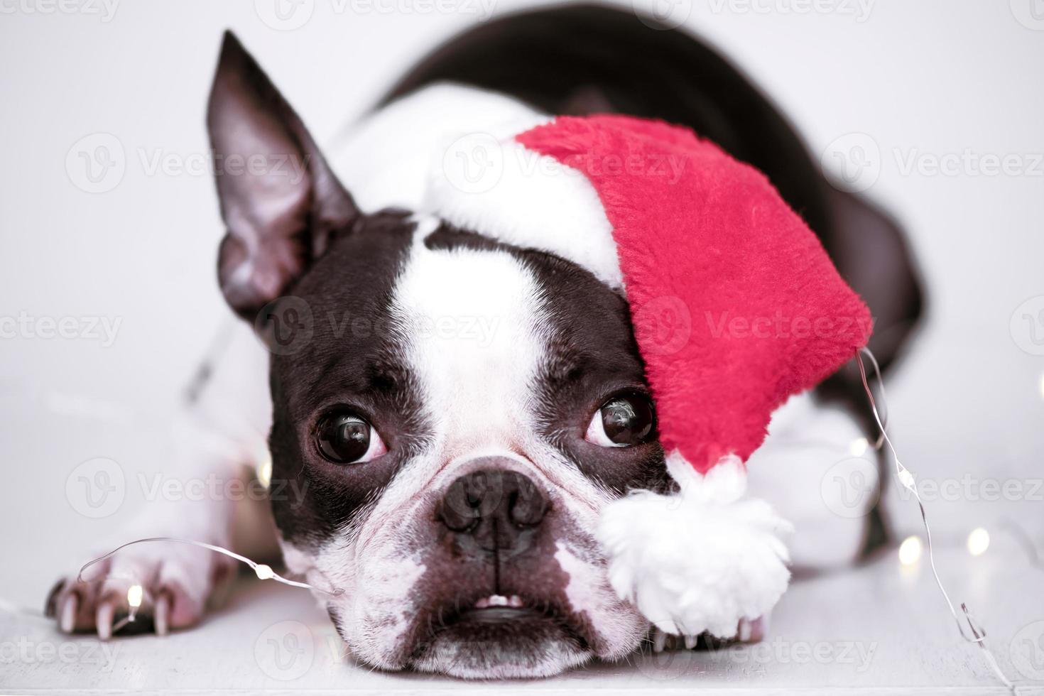 lindo cachorro boston terrier en un sombrero rojo de santa navidad acostado en la vista frontal sobre un fondo blanco. el concepto de año nuevo y navidad. foto