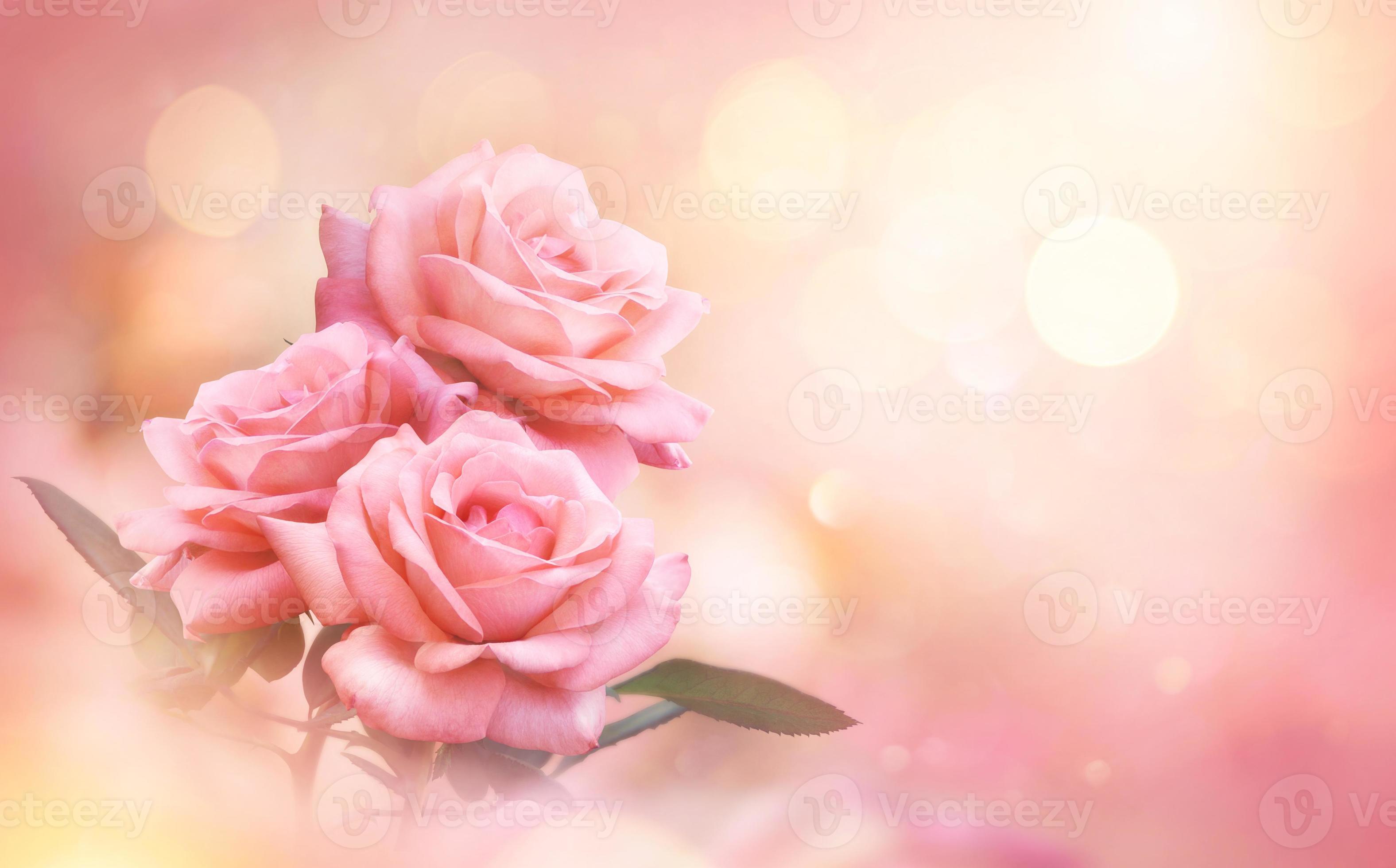 Pink Rose flowers on bokeh light glitter background for love wedding and  valentines day with copy space 12592218 Stock Photo at Vecteezy