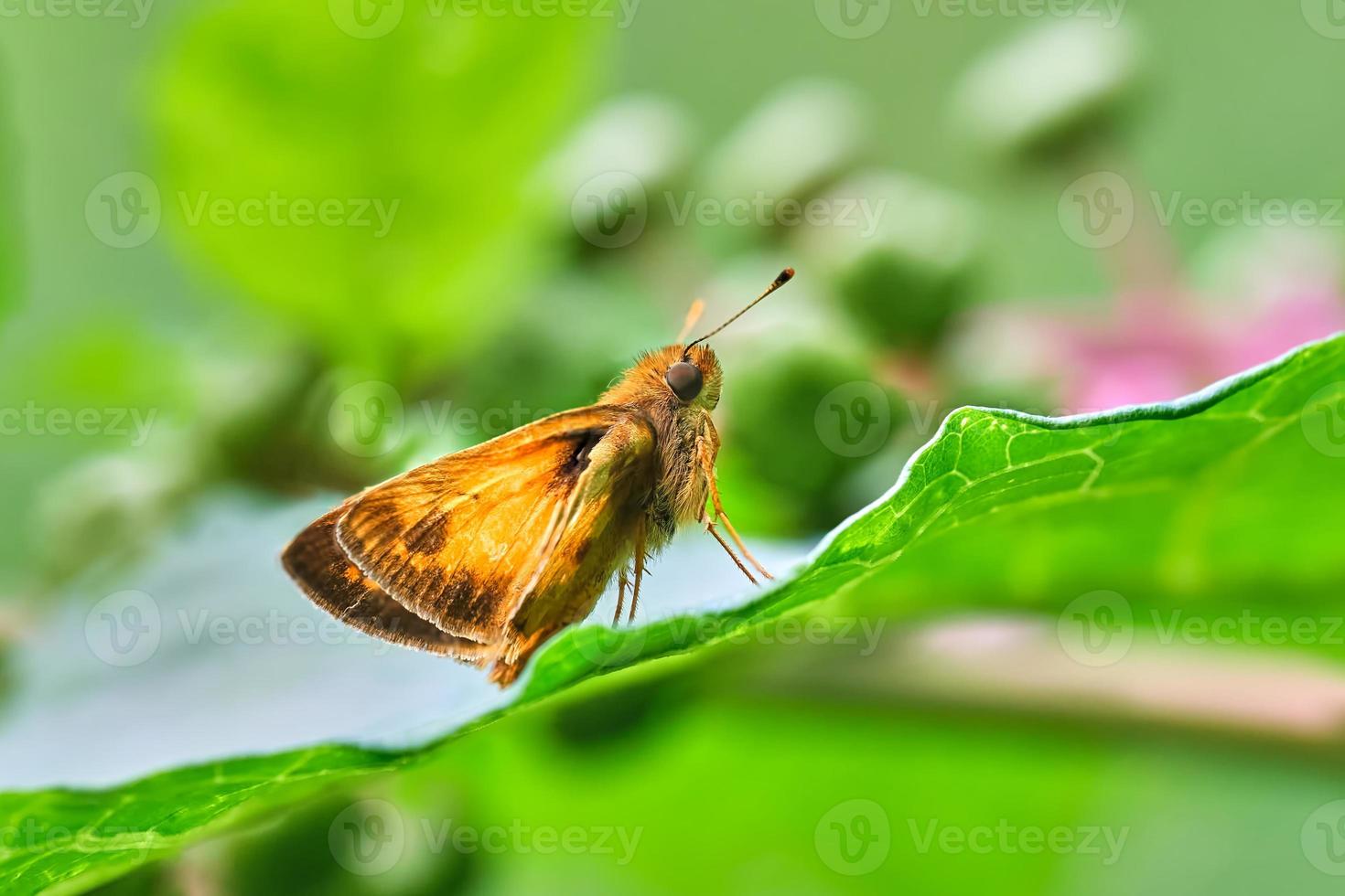 Zabulon skipper butterfly at rest on a green leaf in the summer day photo