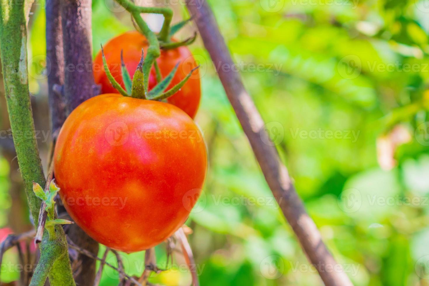 tomate rojo maduro en huerta orgánica foto