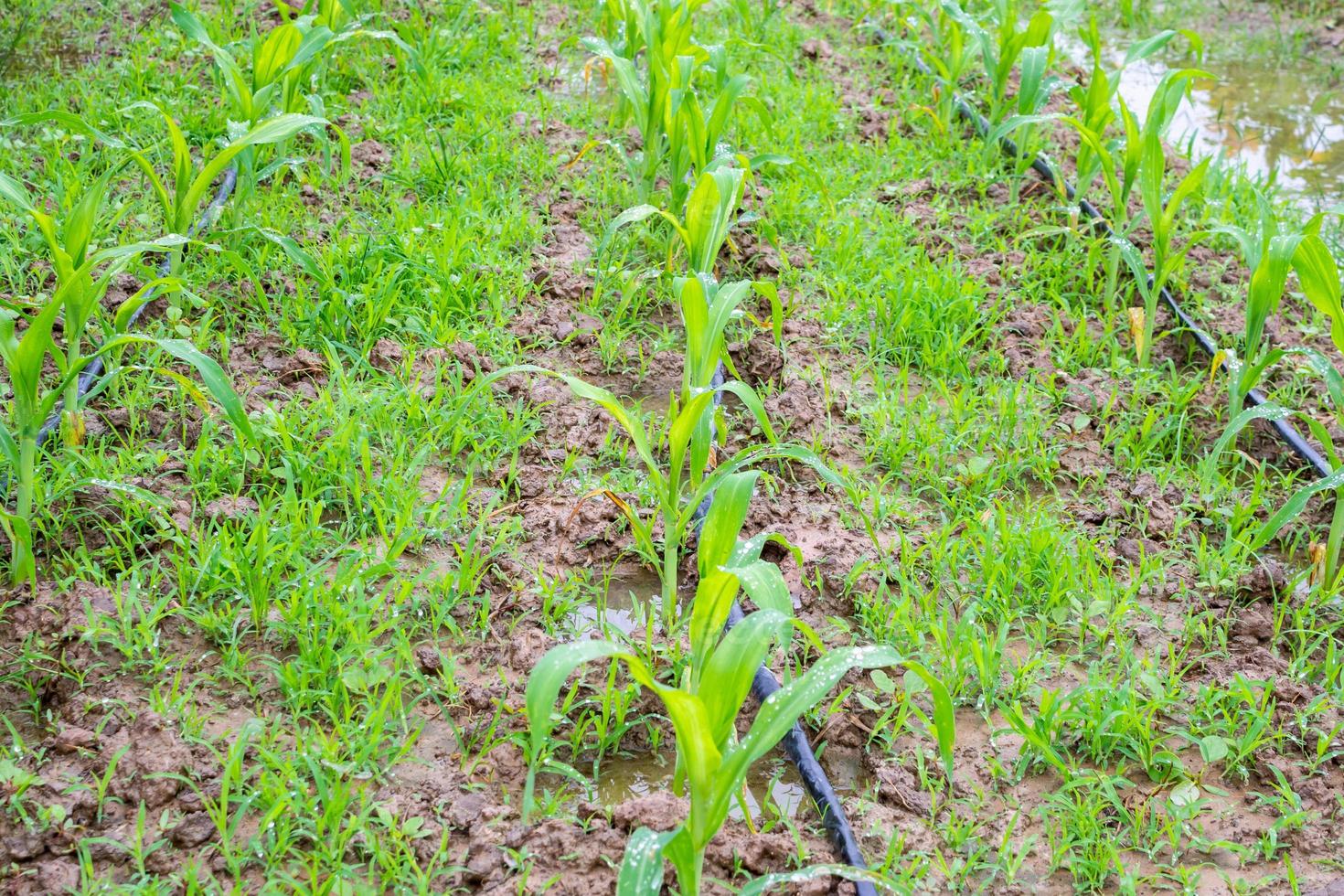 campo de maíz con sistema de riego de agua en jardín orgánico foto