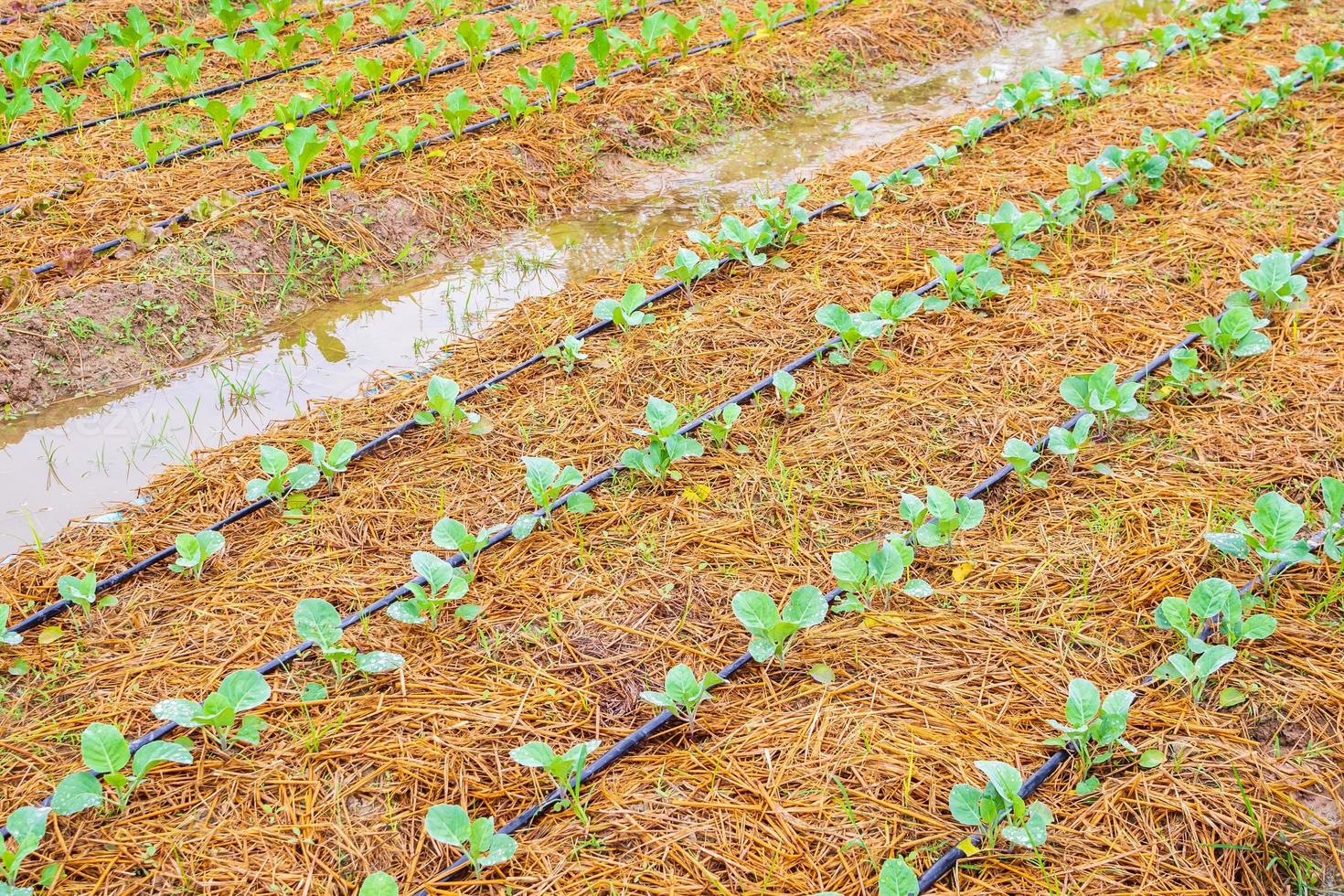 planta vegetal verde fresca en jardín orgánico con sistema de riego por goteo de agua foto