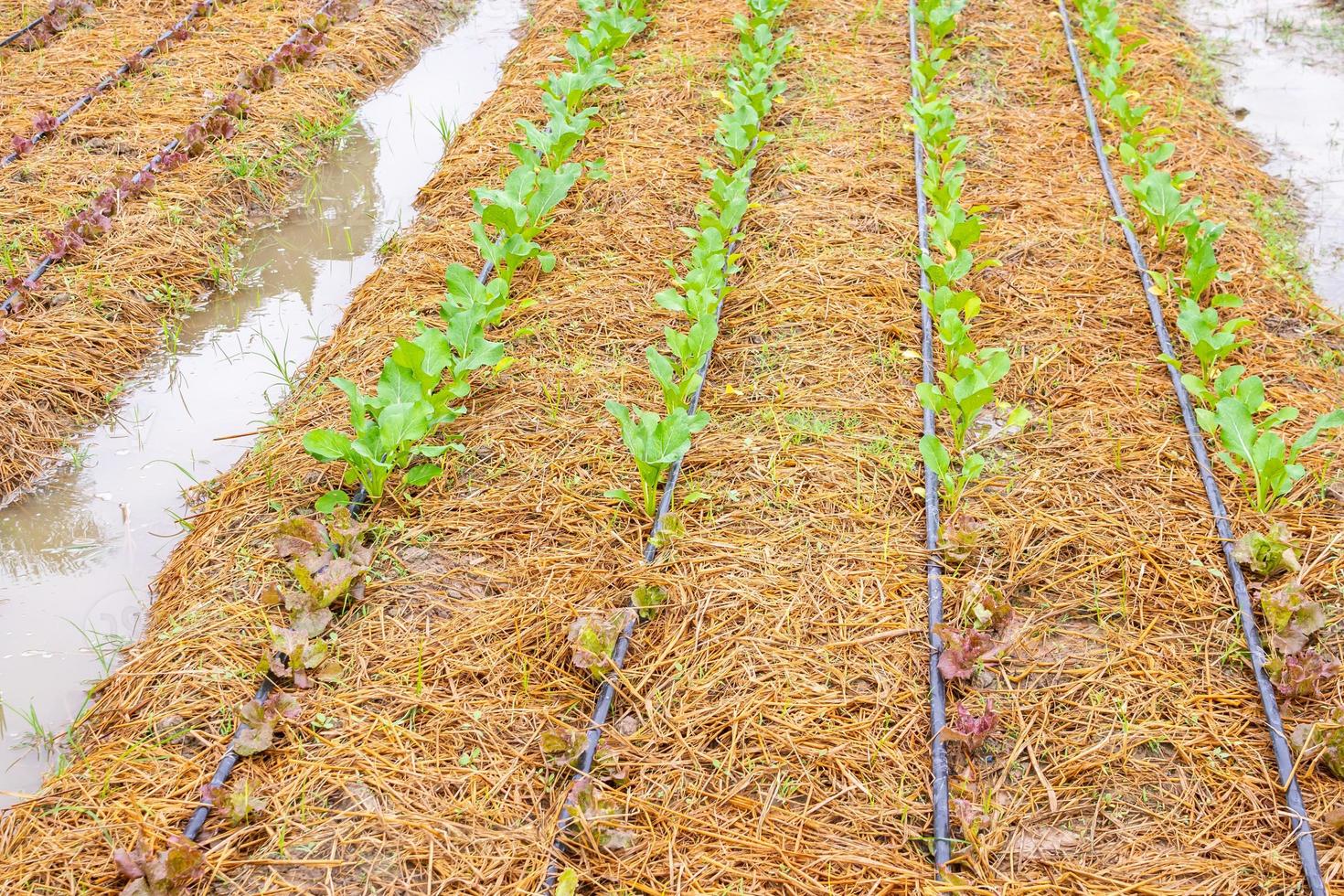 planta vegetal verde fresca en jardín orgánico con sistema de riego por goteo de agua foto