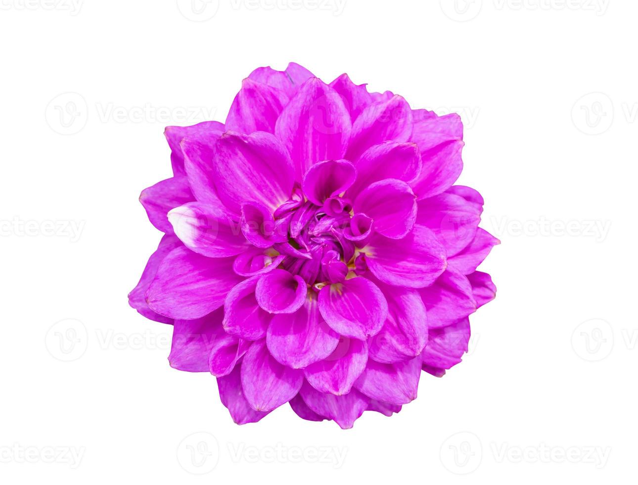 dahlia flower isolated on white background photo