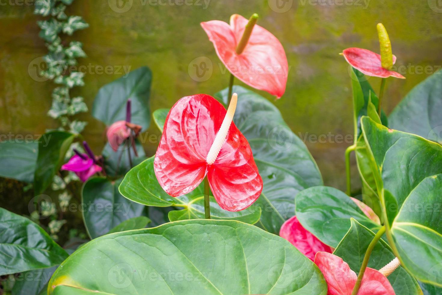 flores de anthurium en el fondo del jardín tropical foto