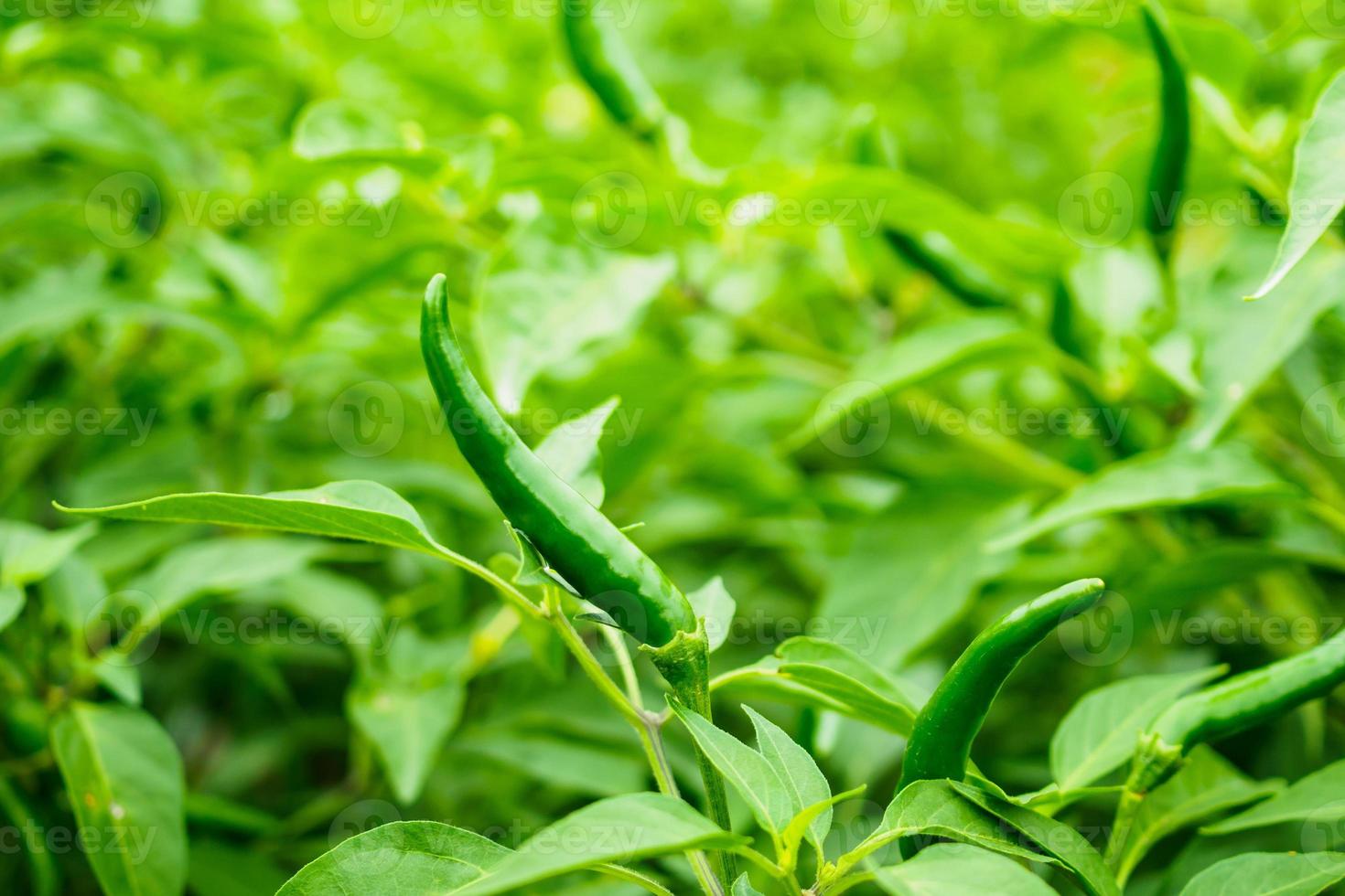 chilli peppers plant in organic garden photo