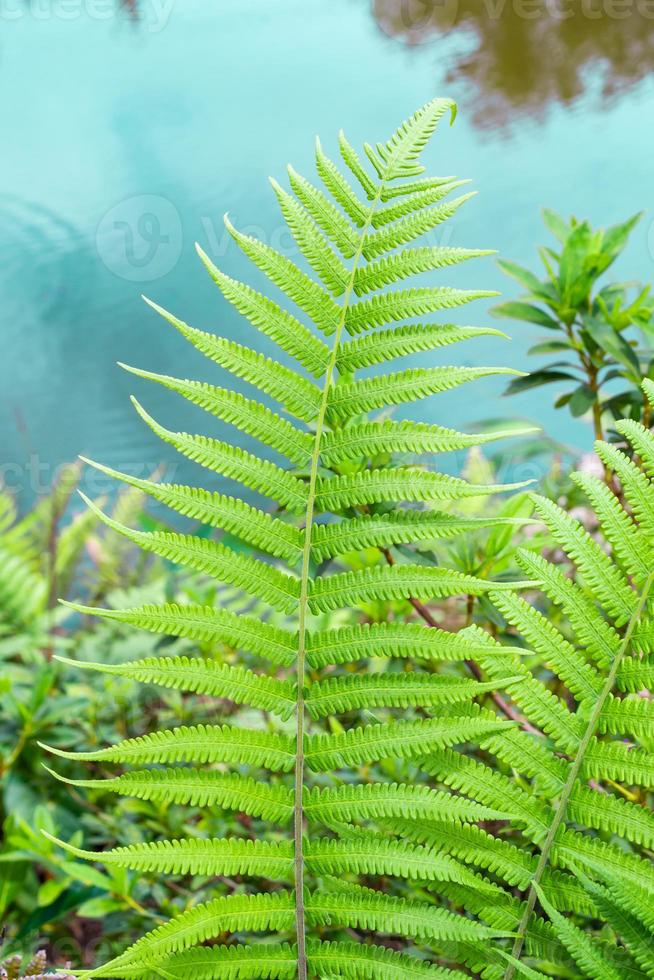 hoja de helecho de primer plano con fondo de estanque de jardín foto