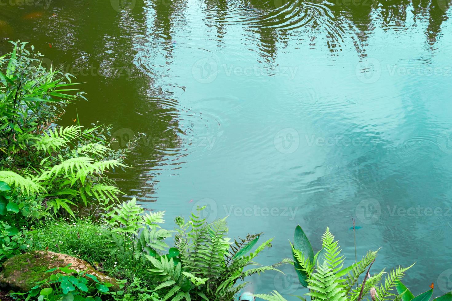 backyard garden pond with green plant photo