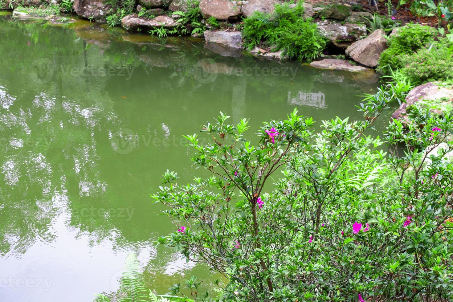 estanque de jardín trasero con planta verde foto