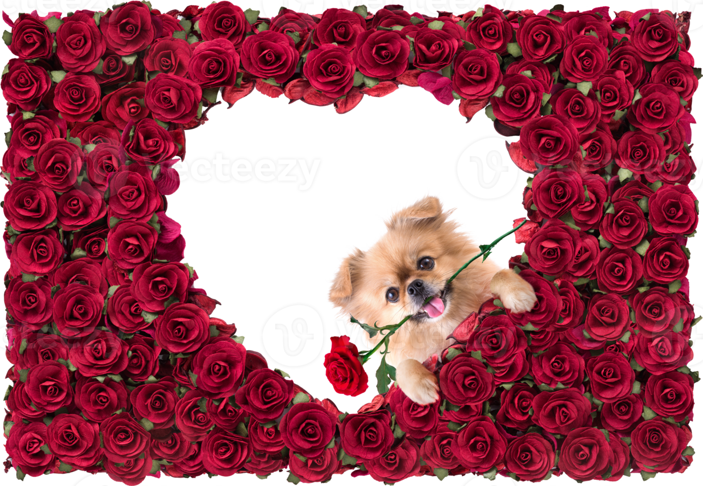 Happy Valentines day Heart shape white in Red Rose beautiful background and Cute puppies Pomeranian Mixed breed Pekingese dog png