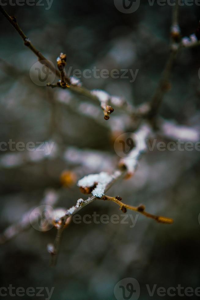 Snow flakes on leafless branch photo