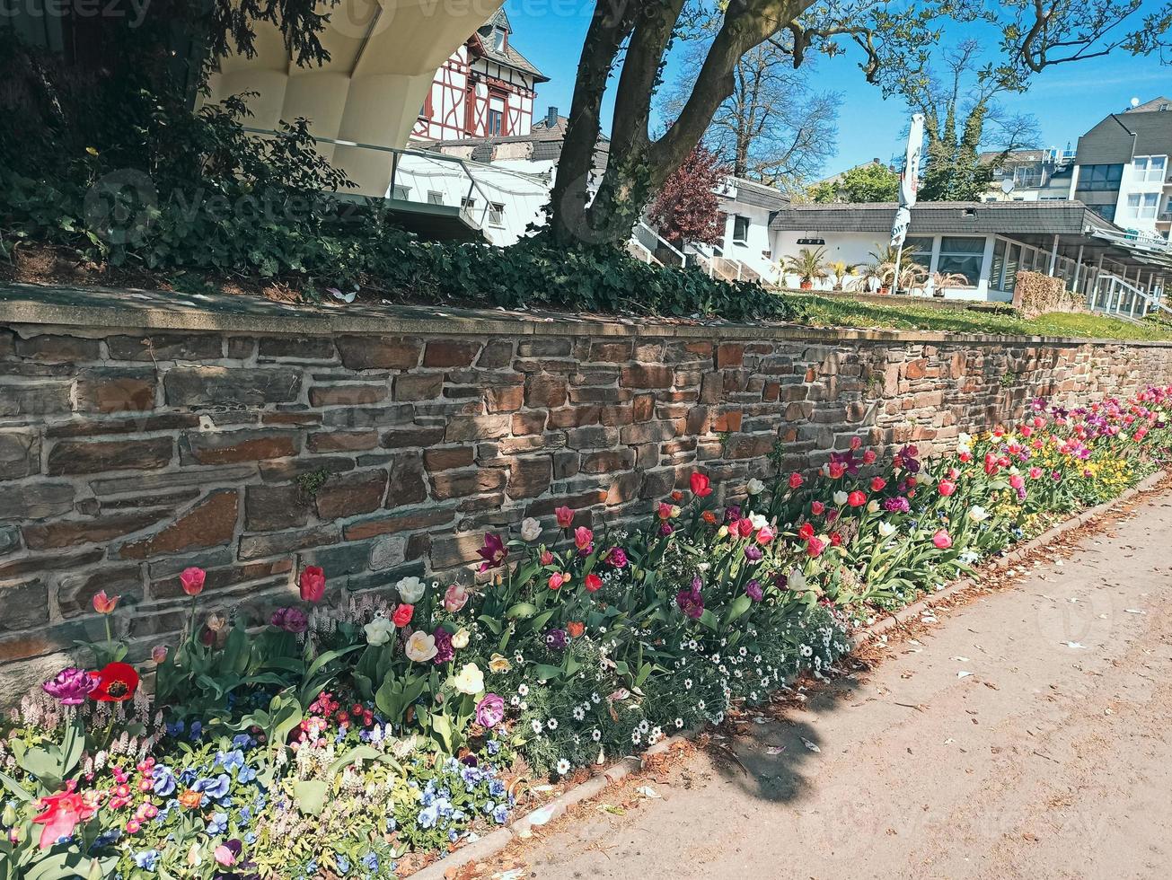 tulipanes florecientes en un parque de la ciudad en alemania. macizo de flores de la ciudad. foto