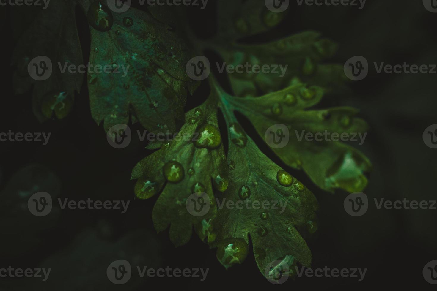 Macro photo of wet leaf