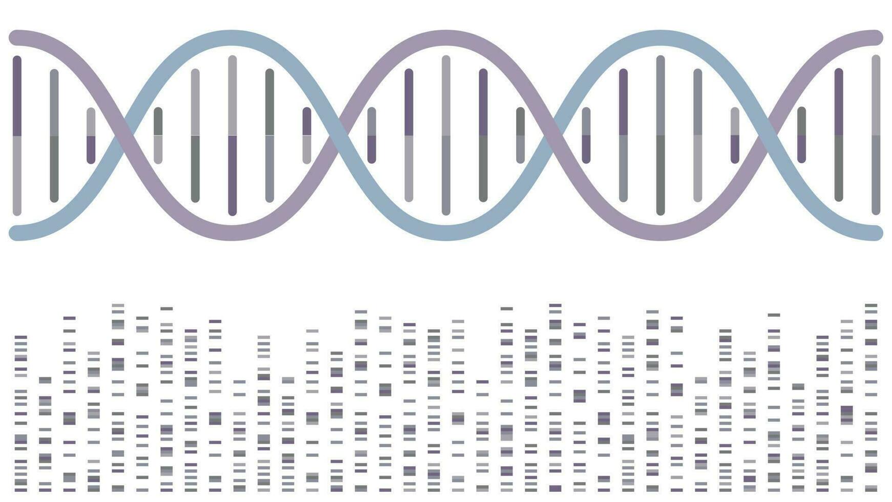DNA double helix with sequencing bands vector illustration background
