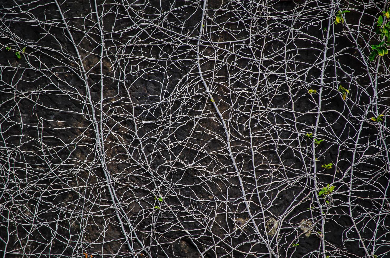 Abstract pattern of tree root on a old black wall. photo