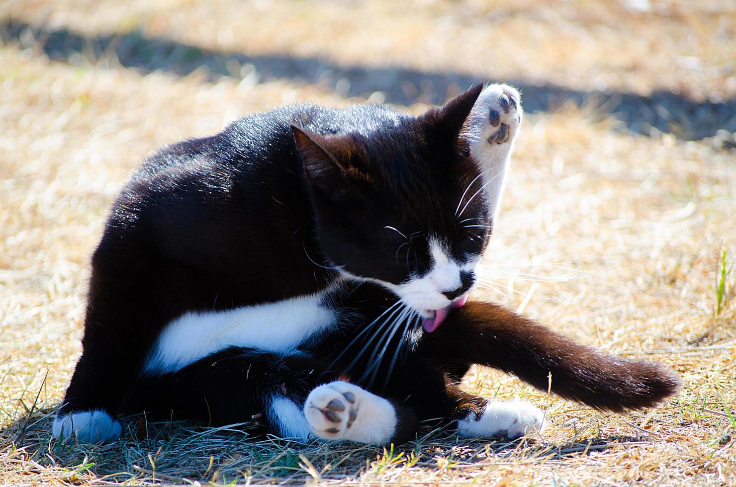 Black cat licking its tail outdoor on the ground. 12594482 Stock Photo