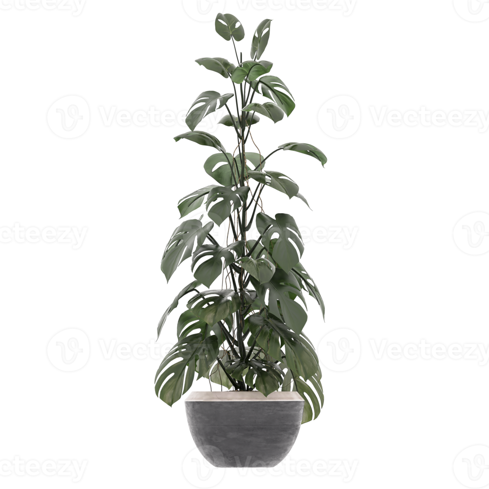 3D illustration green plant in pot png