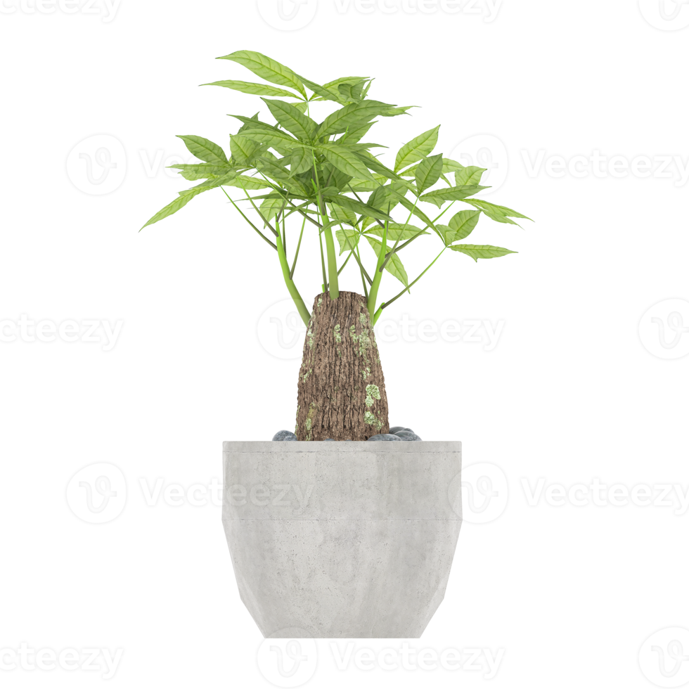 3D illustration green plant in pot png