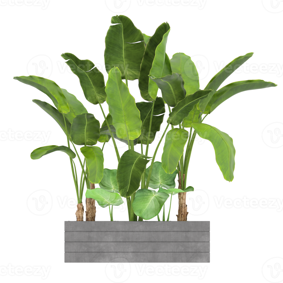 3D illustration green plant in pot png