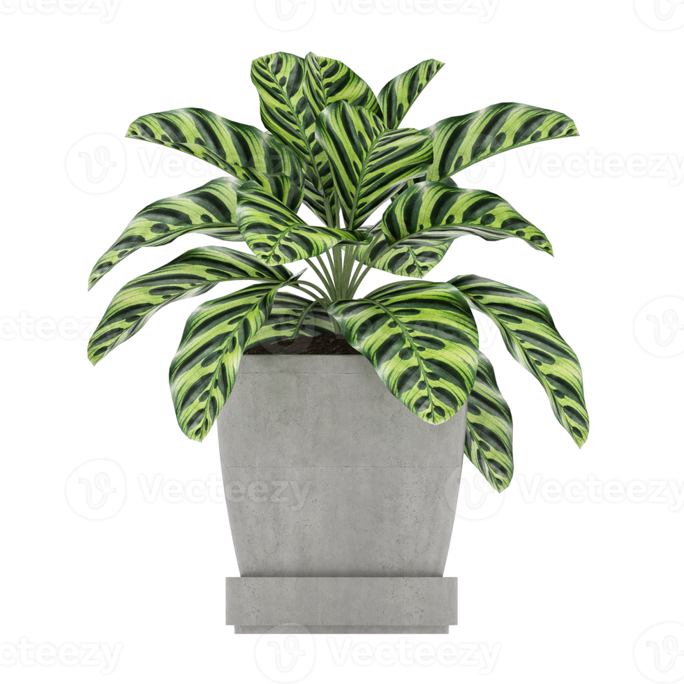 3D illustration green plant in pot png