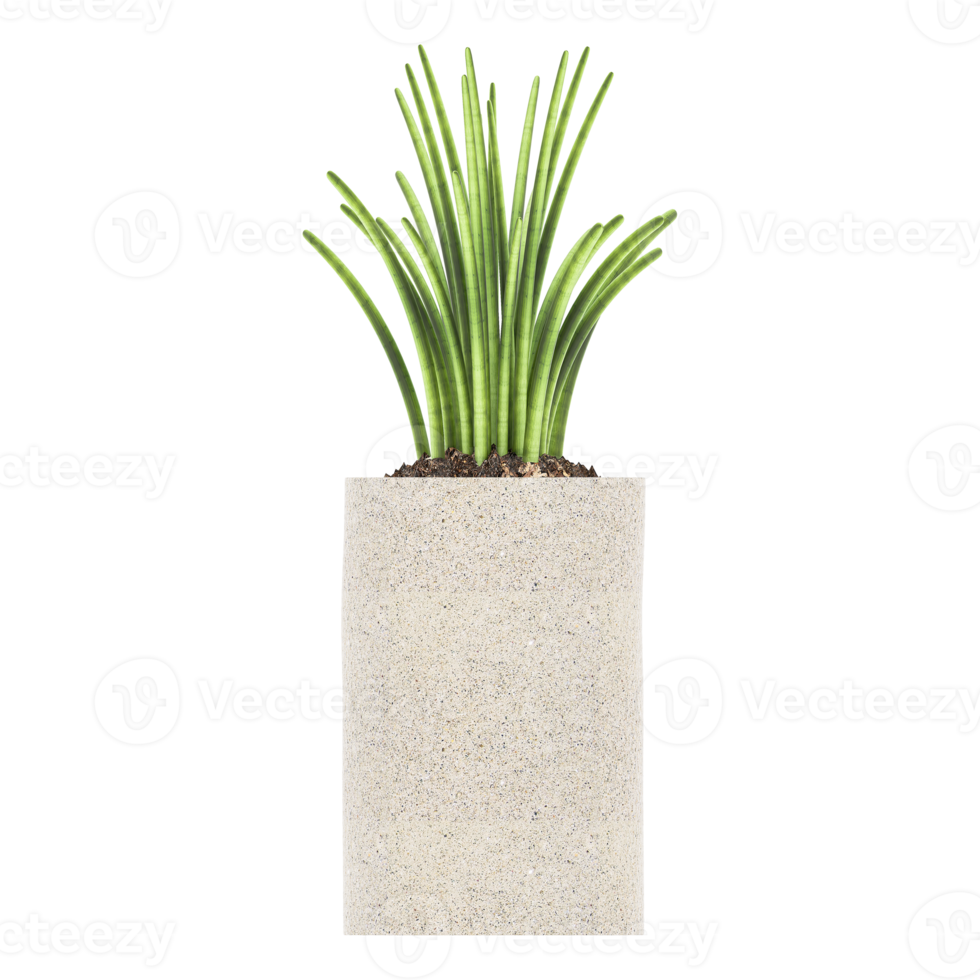 3D illustration green plant in pot png