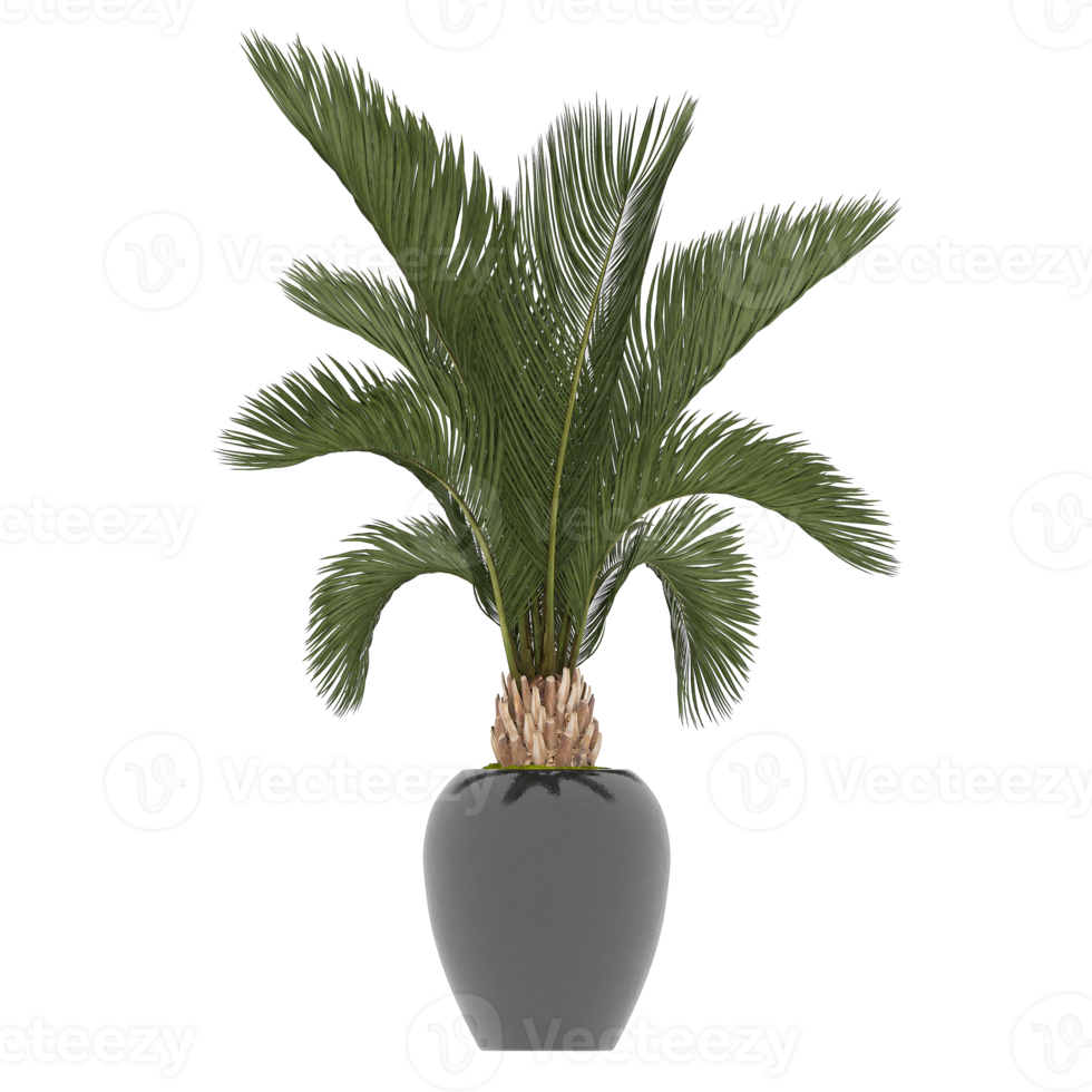 3D illustration green plant in pot png