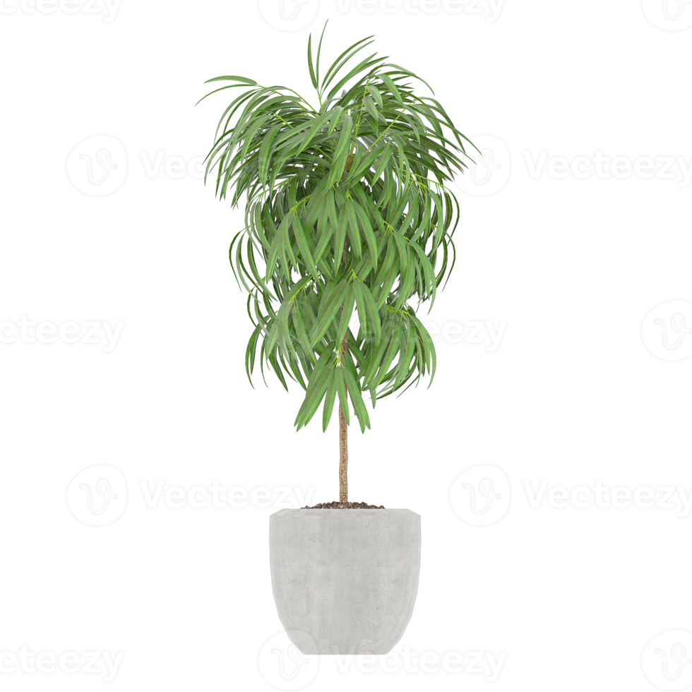 3D illustration green plant in pot png